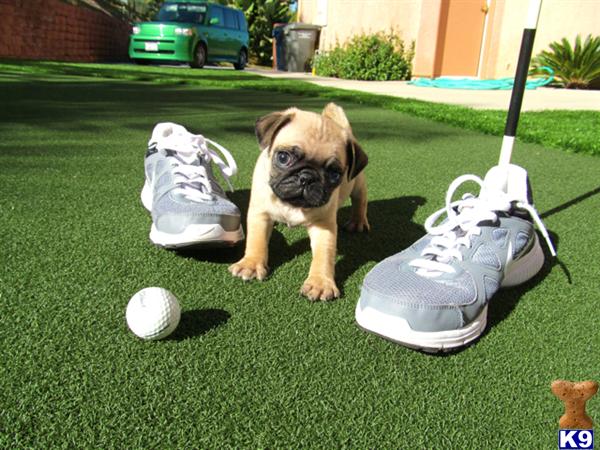 pug puppies for sale indianapolis indiana labrador puppy for sale in indianapolis breeds picture pug puppies for sale indianapolis indiana labrador puppy for sale in indianapolis breeds picture