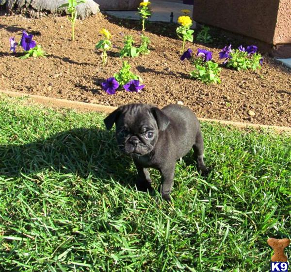 chion pug puppies for sale pug puppies for sale in california chion pug puppies for sale pug puppies for sale in california