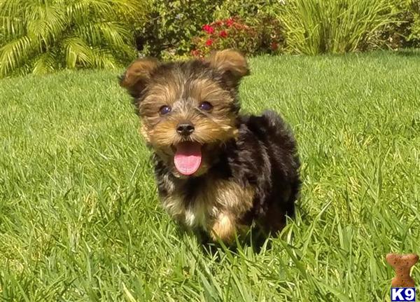 yorkie breeder toronto document moved yorkie breeder toronto document moved