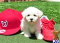 Maltipoo
