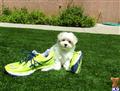 Maltipoo