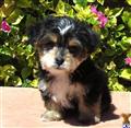 Mixed Breed