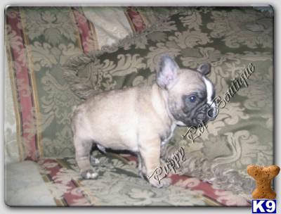 French Bulldog Puppies in TX