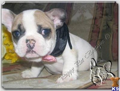 French Bulldog Puppies in TX
