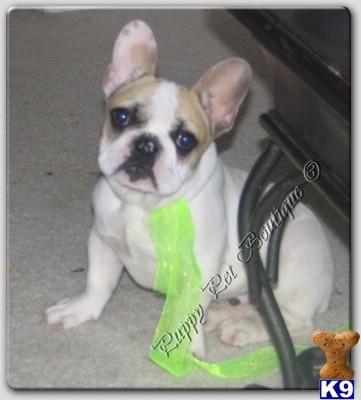 Stud Dogs - French Bulldog