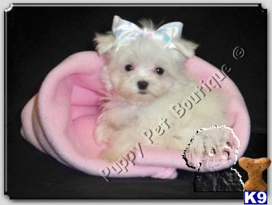 Maltese Puppies in TX