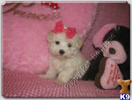 Maltese Puppies in TX