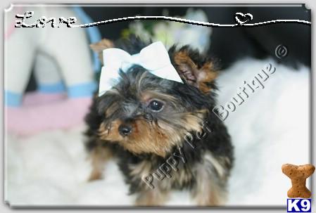 Yorkshire Terrier Puppies in TX