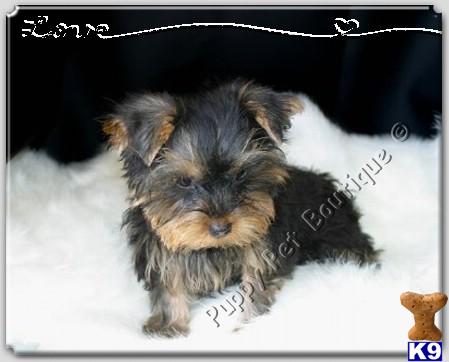 Yorkshire Terrier Puppies in TX