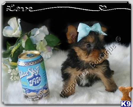 Yorkshire Terrier Puppies in TX
