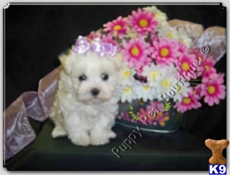 Maltese Puppies in TX