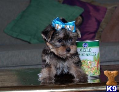 Yorkshire Terrier Puppies in TX