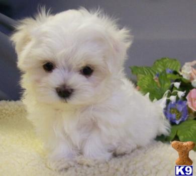 Maltese Puppies in TX