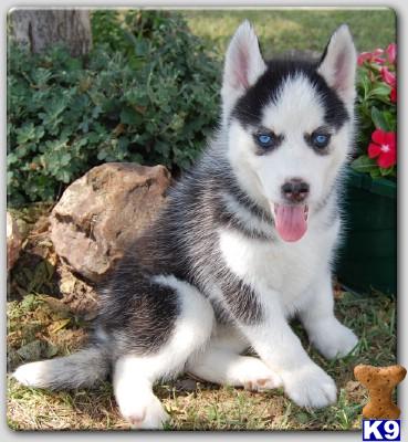 siberian husky puppies in snow. Siberian+huskies+puppies+