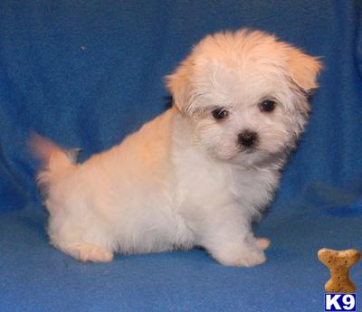 Maltese Puppies in TX