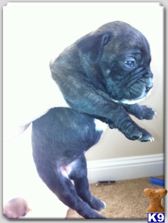 Bullmastiff Puppies
