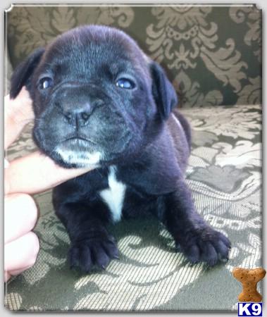 Bullmastiff Puppies