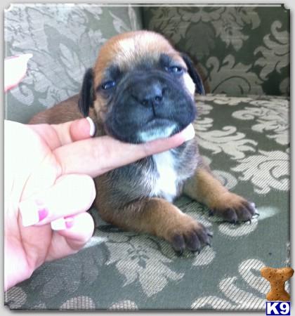 Bullmastiff Puppies