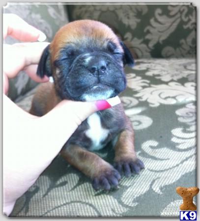 Bullmastiff Puppies
