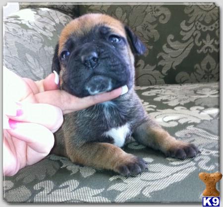 Bullmastiff Puppies