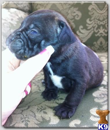 Bullmastiff Puppies