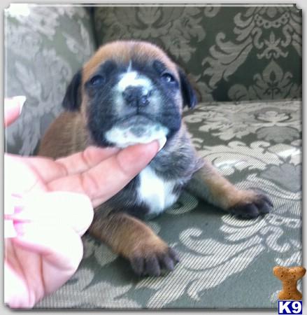 Bullmastiff Puppies