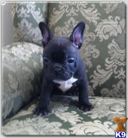French Bulldog Puppies in TX