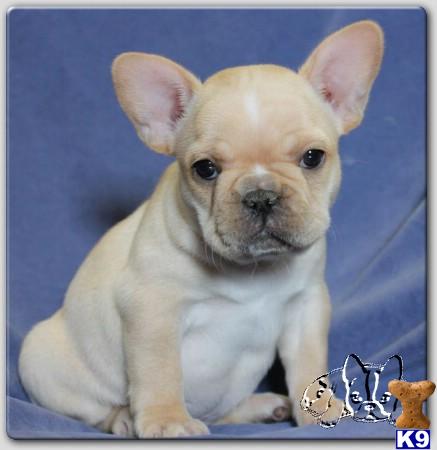 French Bulldog Puppies in TX