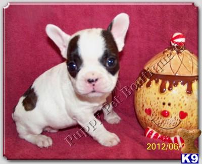  Boutiques on Rockwall  Tx Usa French Bulldogpuppies For Sale