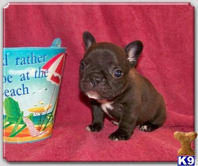  Boutiques on Rockwall  Tx Usa French Bulldogpuppies For Sale