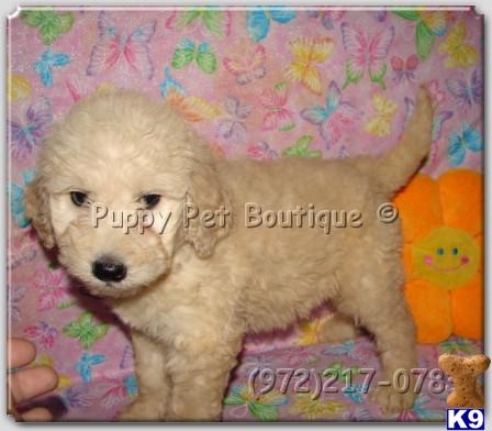 labradoodles fully grown. Labradoodle Puppies in TX