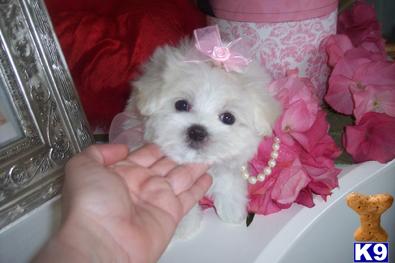 Maltese Puppies in TX