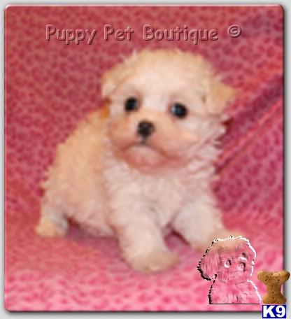 Maltese Puppies in TX
