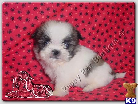 Teacup+shih+tzu+puppies+for+sale+in+texas