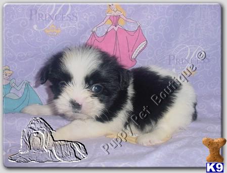 Shih+tzu+puppies+houston+texas+for+sale