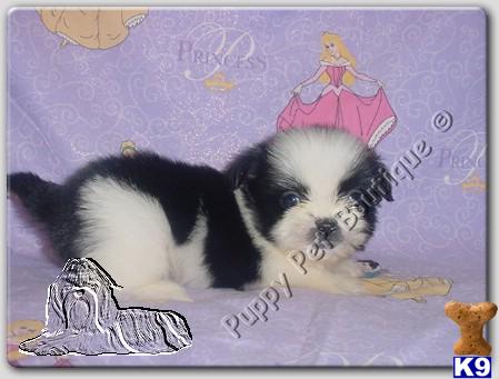 shih tzu puppies in houston shih tzu puppies houston shih tzu puppies in houston shih tzu puppies houston
