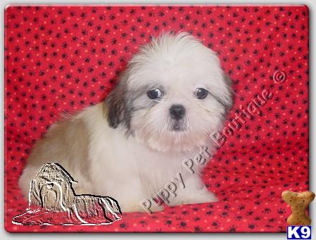 Shih+tzu+puppies+houston+texas+for+sale