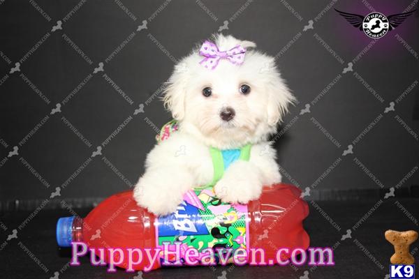 teacup yorkies for sale in las vegas tiny teacup yorkie puppies for sale by breeder in las vegas nv breeds picture teacup yorkies for sale in las vegas tiny teacup yorkie puppies for sale by breeder in las vegas nv breeds picture