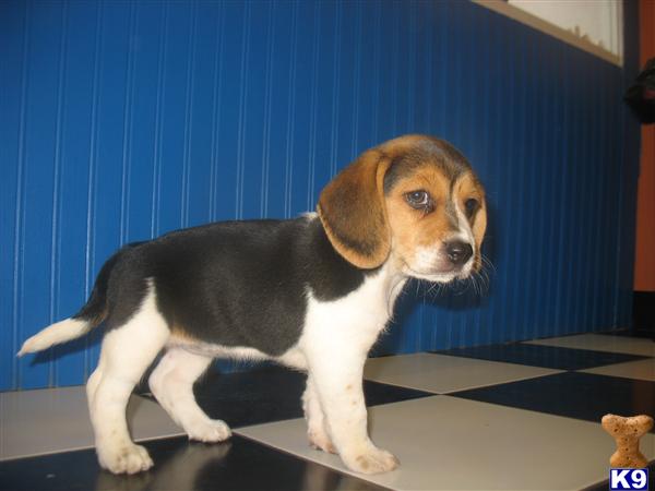 Beagle Puppies for Sale