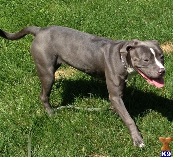 pitbull puppies for sale in toledo ohio blue pitbulls for sale in toledo ohio breeds picture pitbull puppies for sale in toledo ohio blue pitbulls for sale in toledo ohio breeds picture