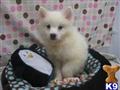 American Eskimo Dog