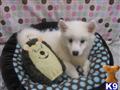American Eskimo Dog
