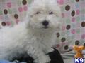 Bichon Frise