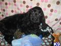 Cocker Spaniel