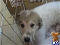 Great Pyrenees