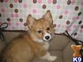 Pembroke Welsh Corgi