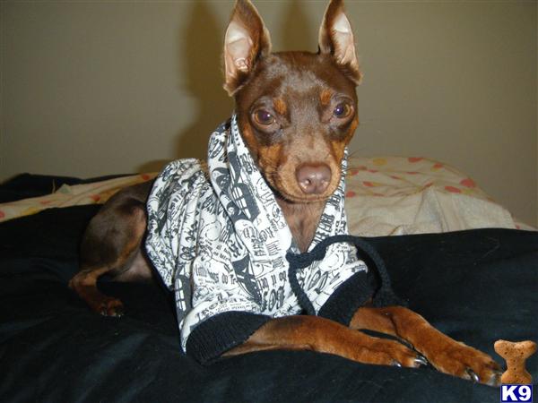 Dogs - Miniature Pinscher