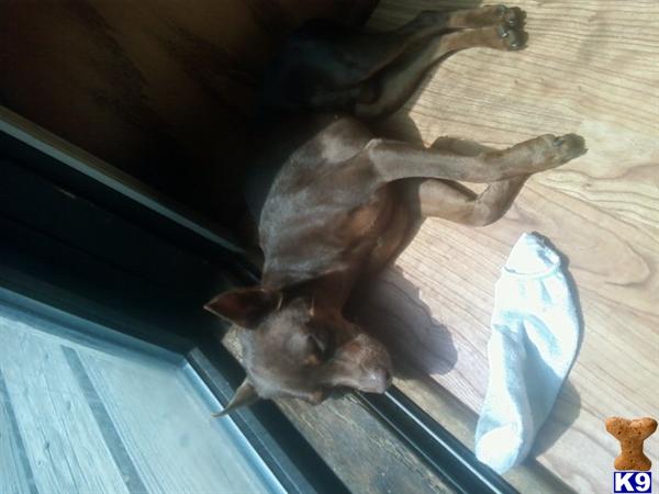 Stud Dogs in IN