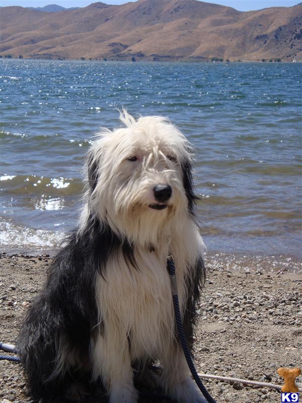 Stud Dogs - Old English Sheepdog