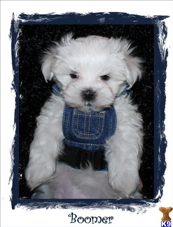 Maltese Puppies